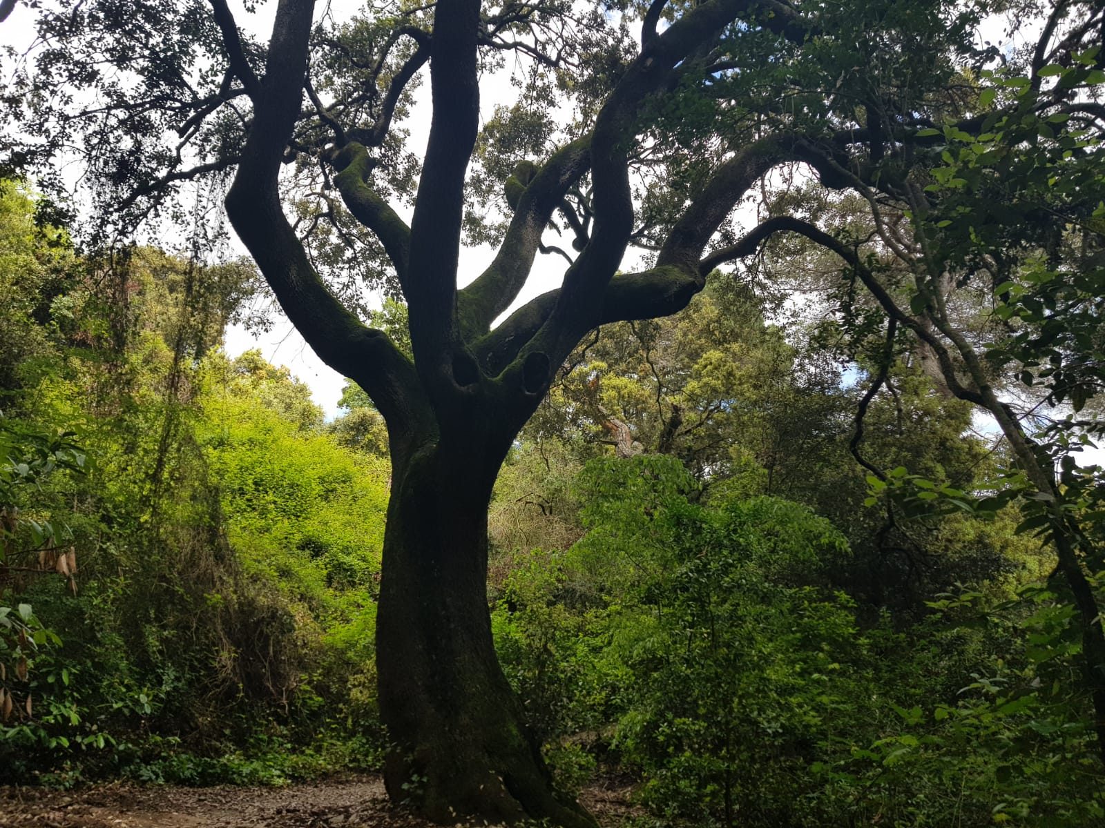 El Guardián del Bosque